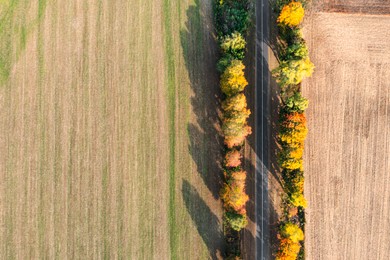 Aerial view of country road surrounded by trees and agricultural fields on autumn day