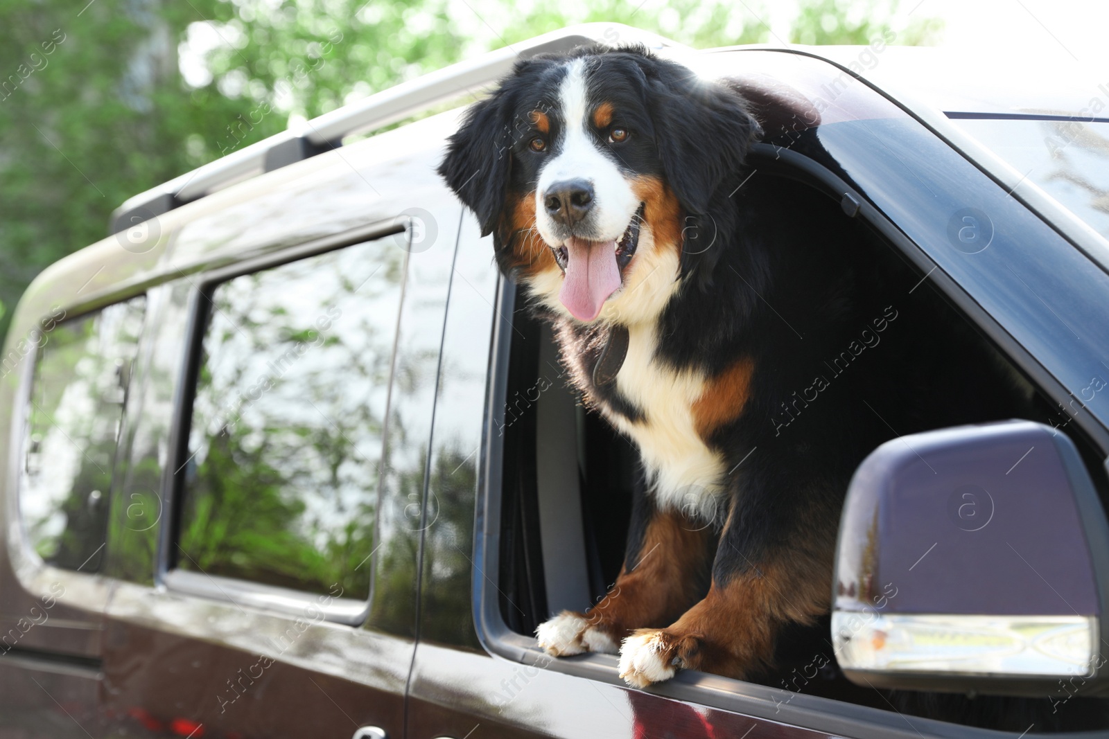 Photo of Bernese mountain dog looking out of car window, space for text