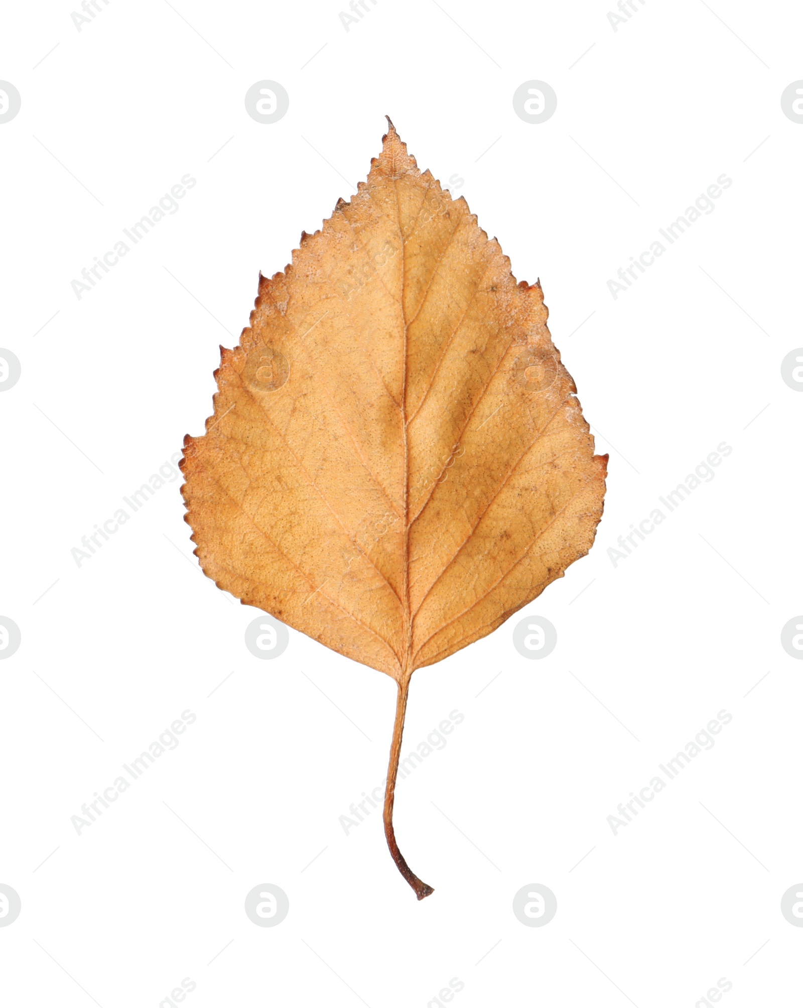 Photo of Beautiful leaf isolated on white. Autumn season