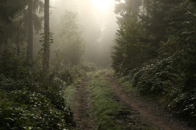 Photo of Picturesque view of path through foggy forest. Beautiful landscape