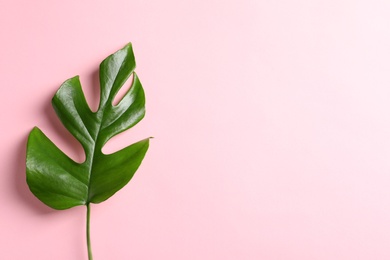 Beautiful tropical Monstera leaf on color background, top view