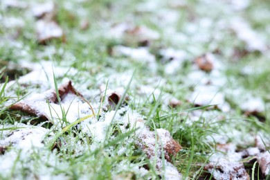 Photo of Green grass covered with snow on winter day, closeup