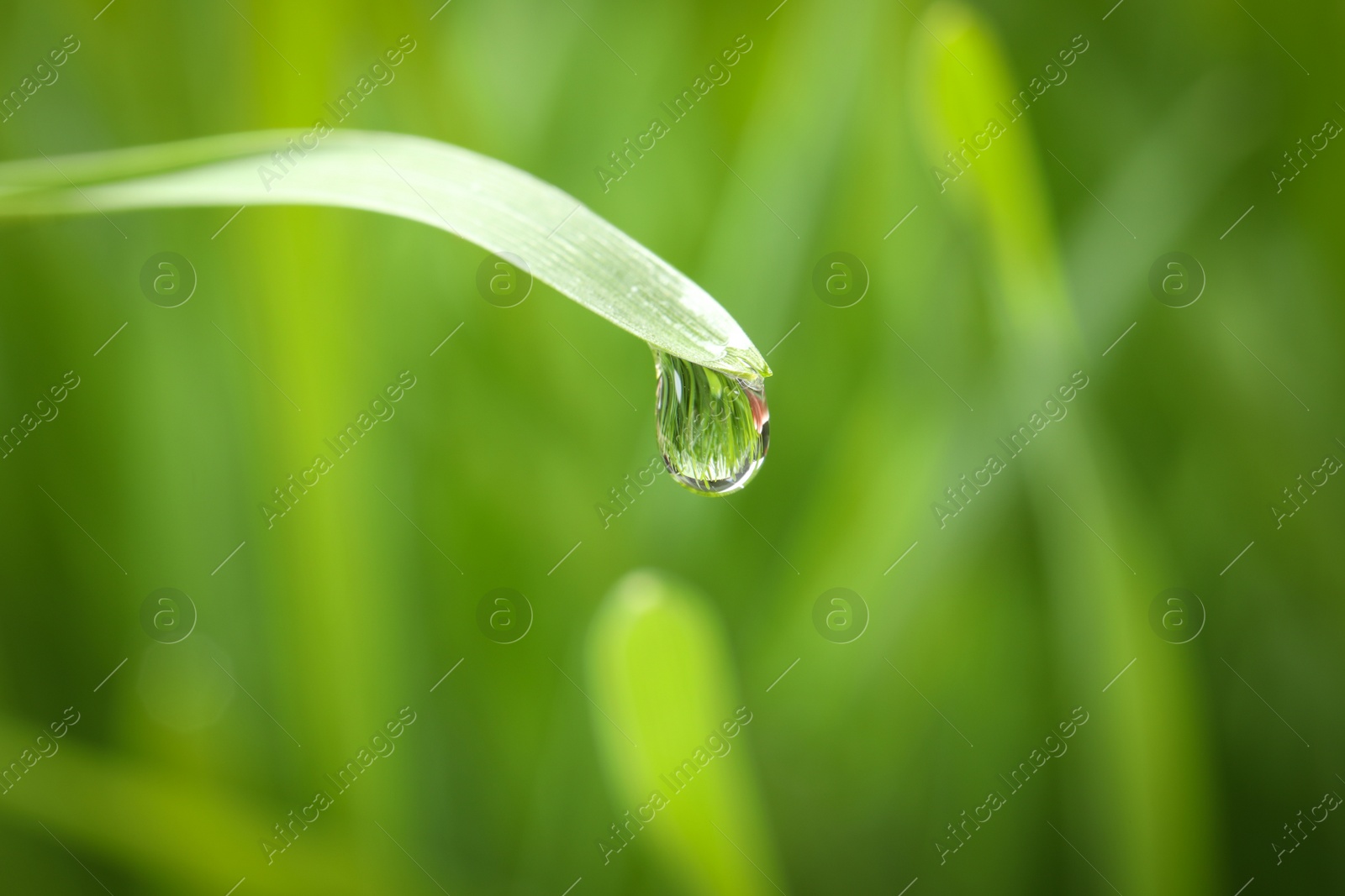 Photo of Water drop on grass blade against blurred background, closeup