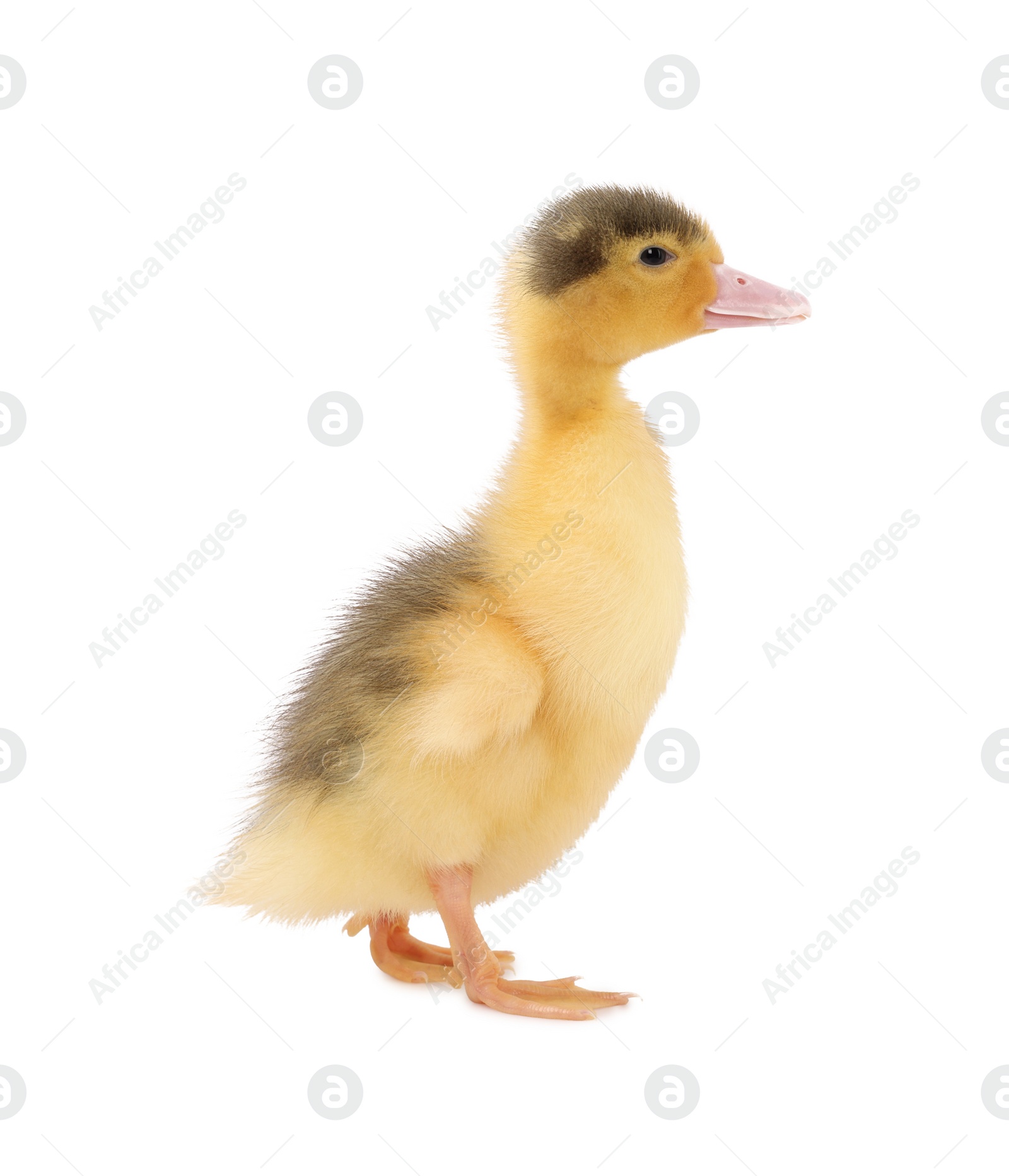 Photo of Baby animal. Cute fluffy duckling on white background