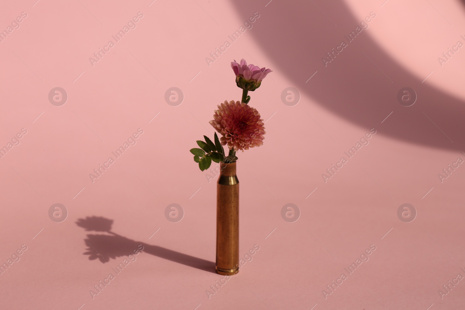 Photo of Bullet cartridge case and beautiful chrysanthemum flowers on pink background