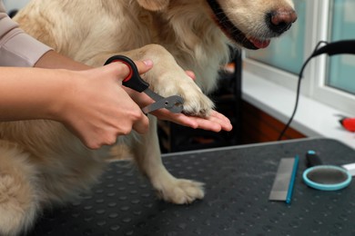 Photo of Professional groomer trimming claws of cute dog with clipper in pet beauty salon, closeup