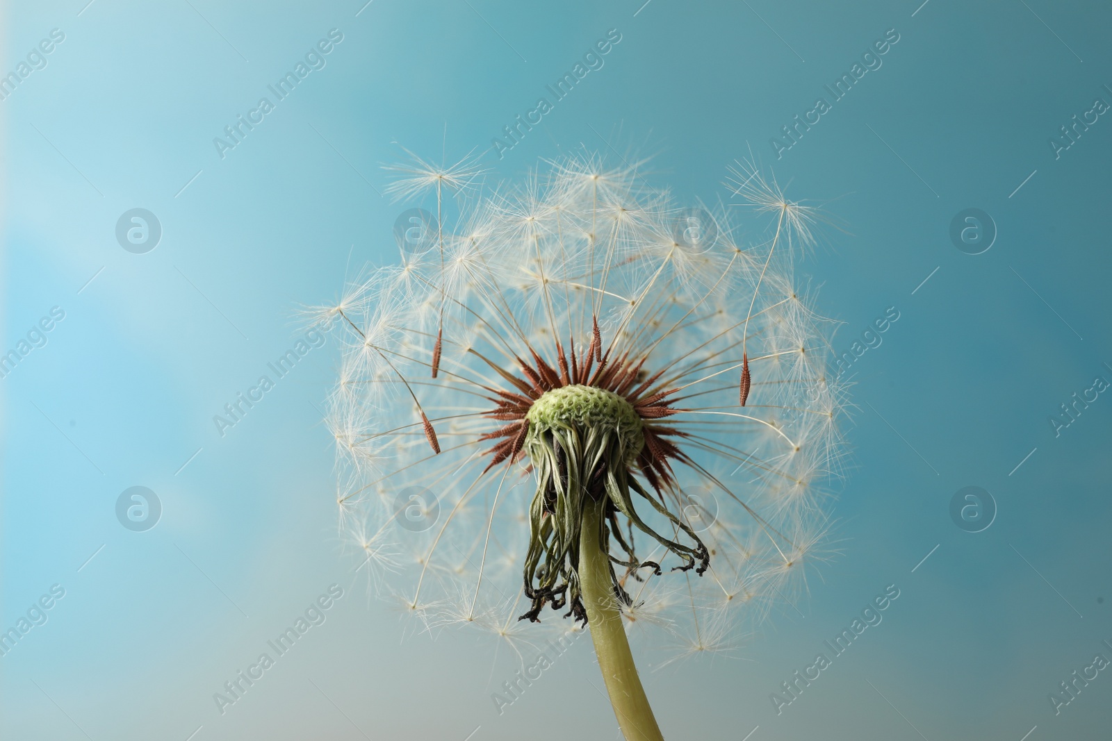 Photo of Beautiful dandelion flower on light blue background, closeup