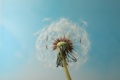 Photo of Beautiful dandelion flower on light blue background, closeup