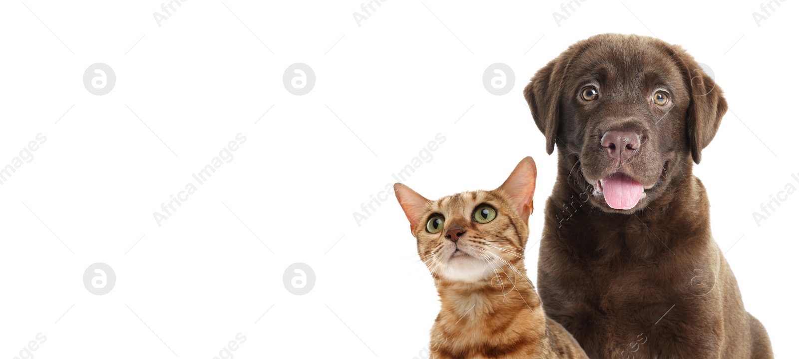 Image of Cute cat and adorable dog on white background. Banner design with space for text