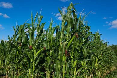 Photo of Beautiful view of corn growing in field