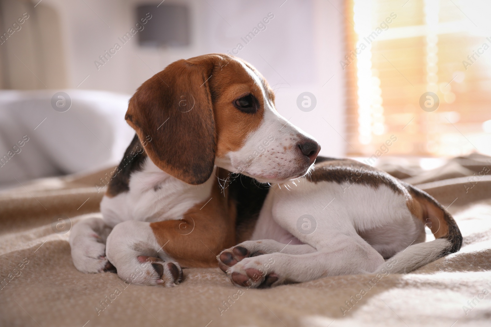 Photo of Cute Beagle puppy on bed at home. Adorable pet