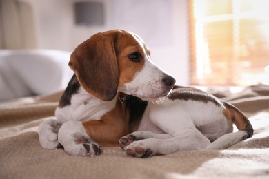 Cute Beagle puppy on bed at home. Adorable pet