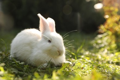 Cute white rabbit on green grass outdoors. Space for text