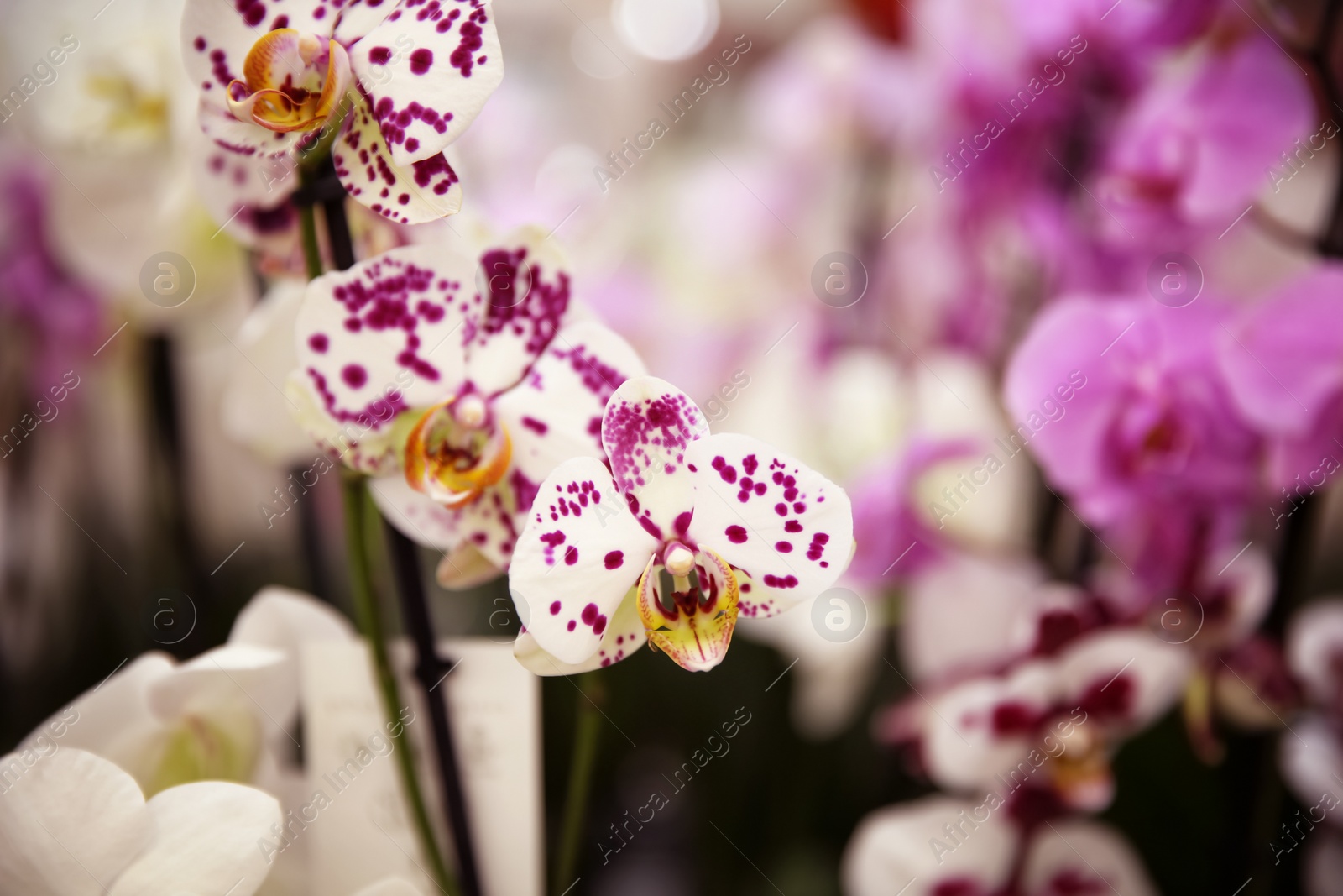 Photo of Beautiful blooming orchid flowers, closeup. Tropical plant