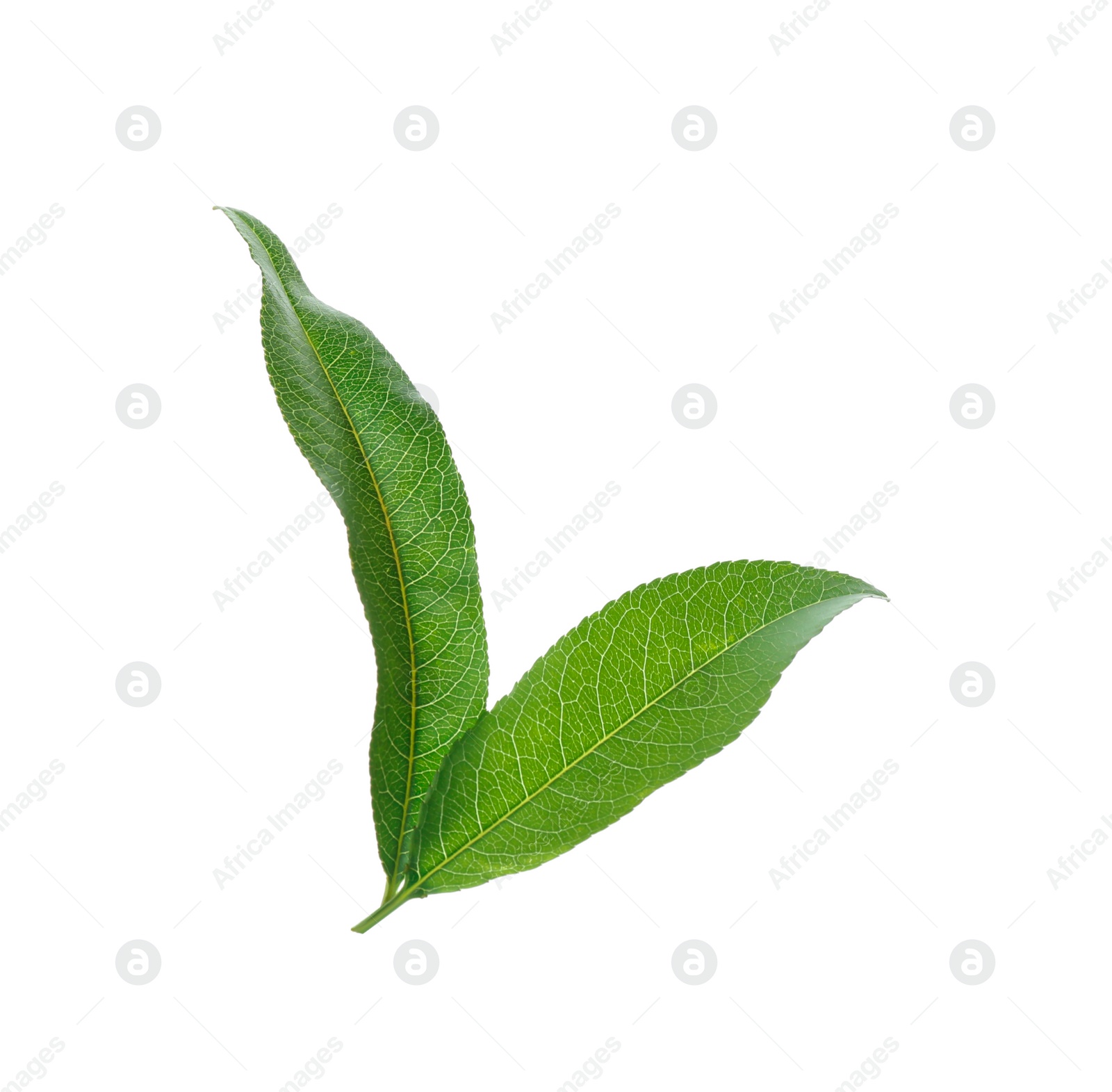 Photo of Fresh green peach leaves isolated on white