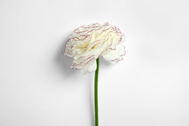 Beautiful ranunculus flower on white background, top view