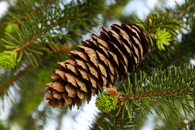 Photo of Closeup view of coniferous tree with cone outdoors