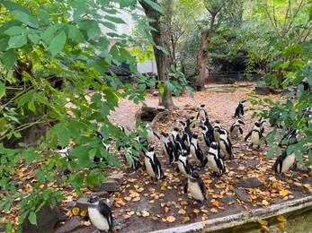 Photo of Colony of beautiful penguins in zoo enclosure during autumn