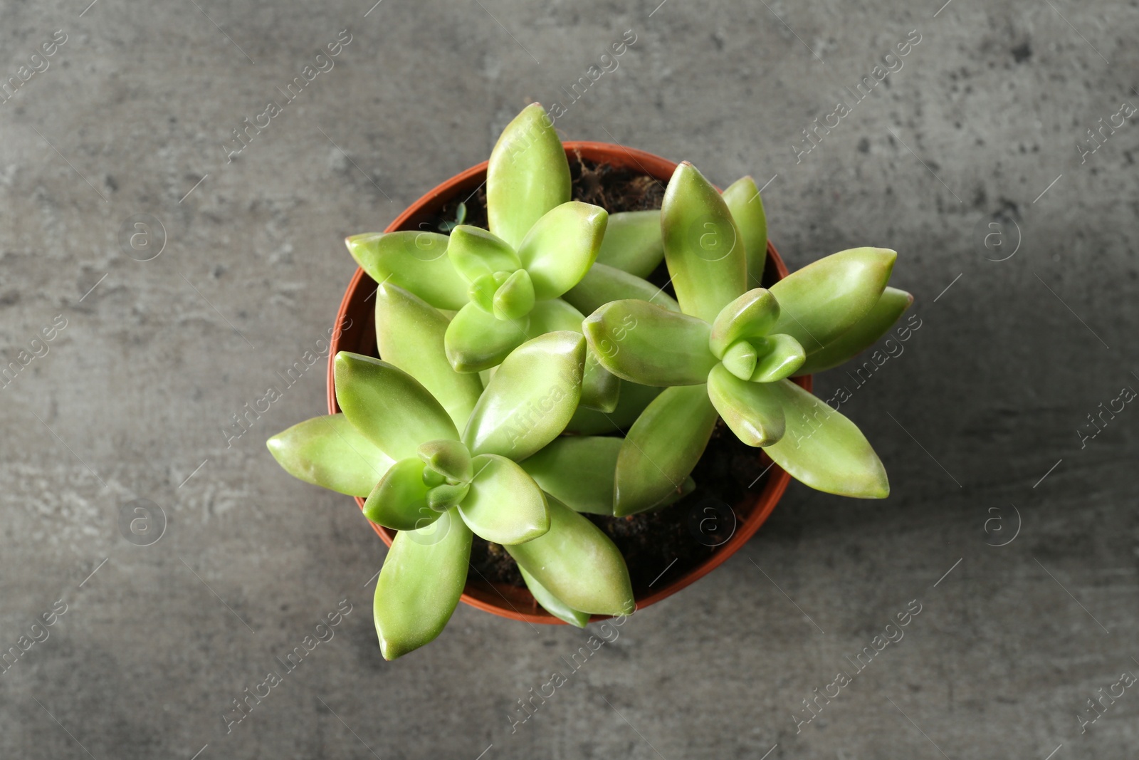 Photo of Beautiful echeverias in pot on grey background, top view. Succulent plants