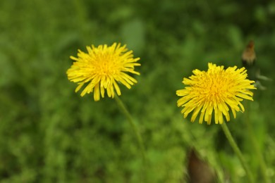 Photo of Beautiful yellow dandelions growing outdoors, closeup view