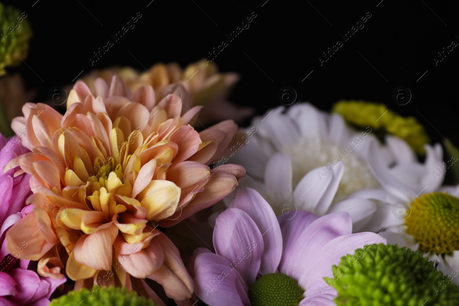 Photo of Beautiful chrysanthemum flowers on black background, closeup