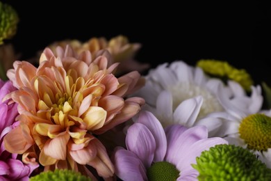 Beautiful chrysanthemum flowers on black background, closeup