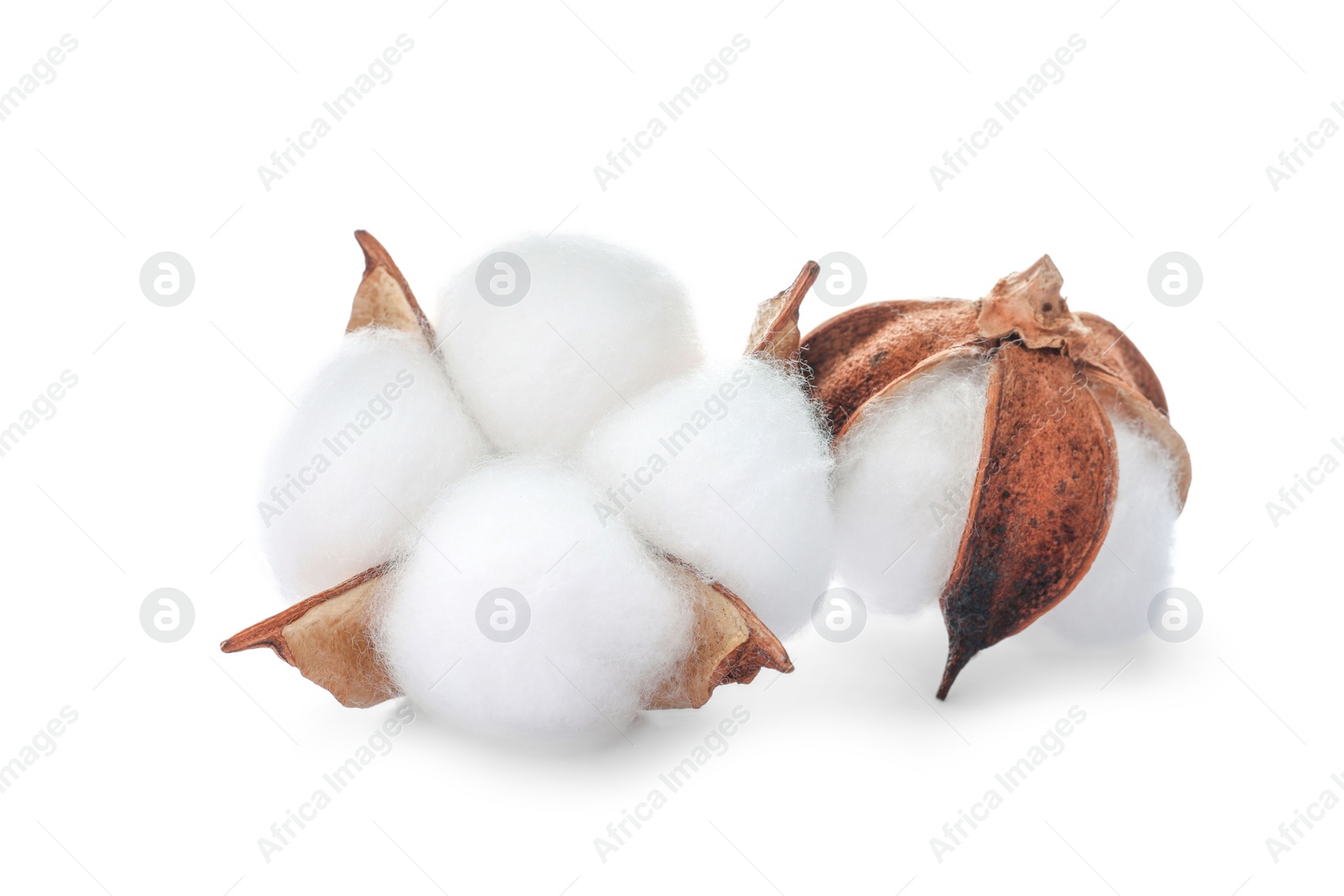 Photo of Beautiful fluffy cotton flowers isolated on white