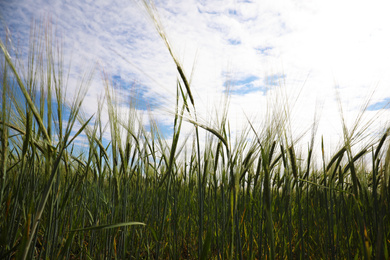 Beautiful agricultural field with ripening cereal crop