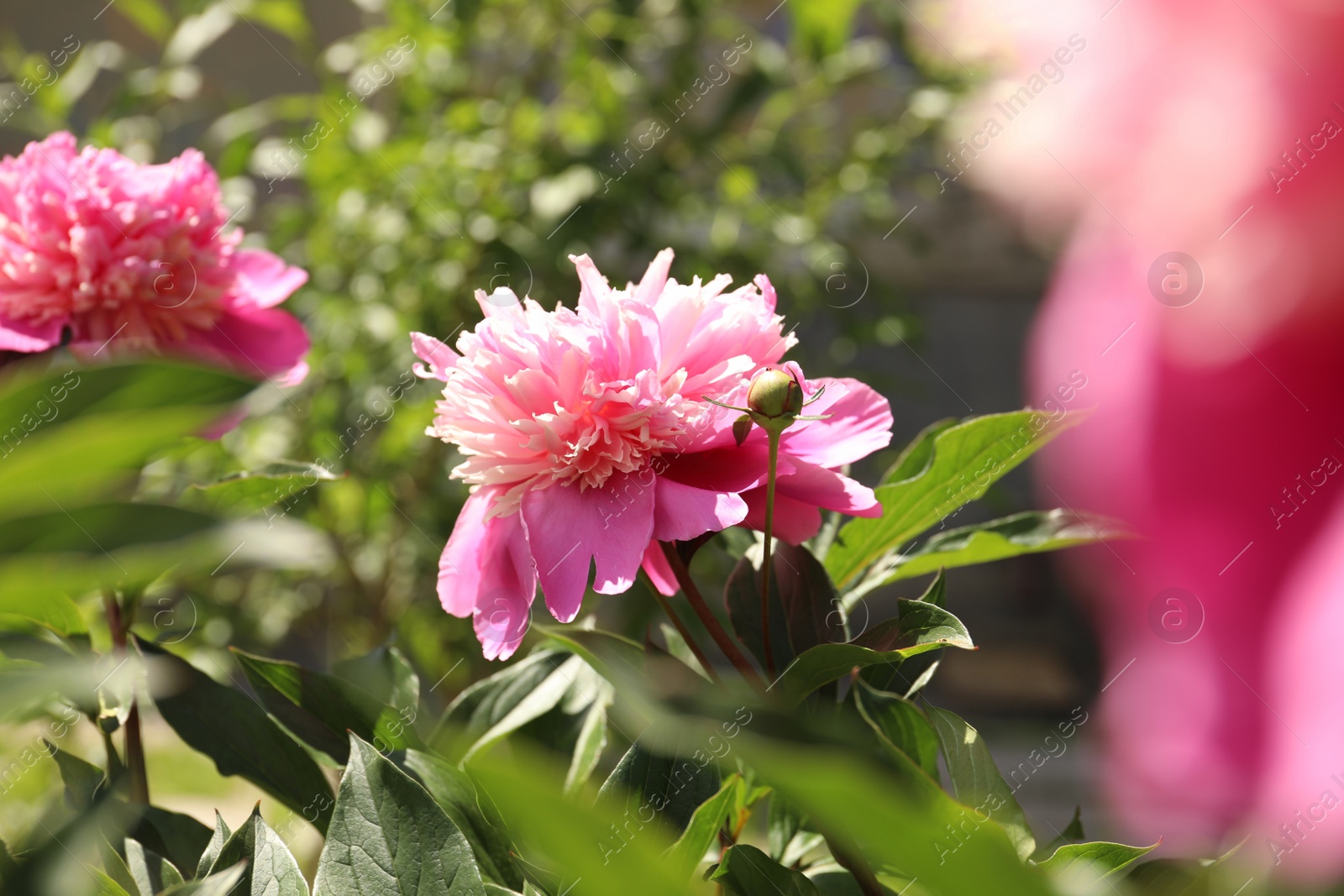 Photo of Beautiful blooming pink peony bush outdoors on sunny day