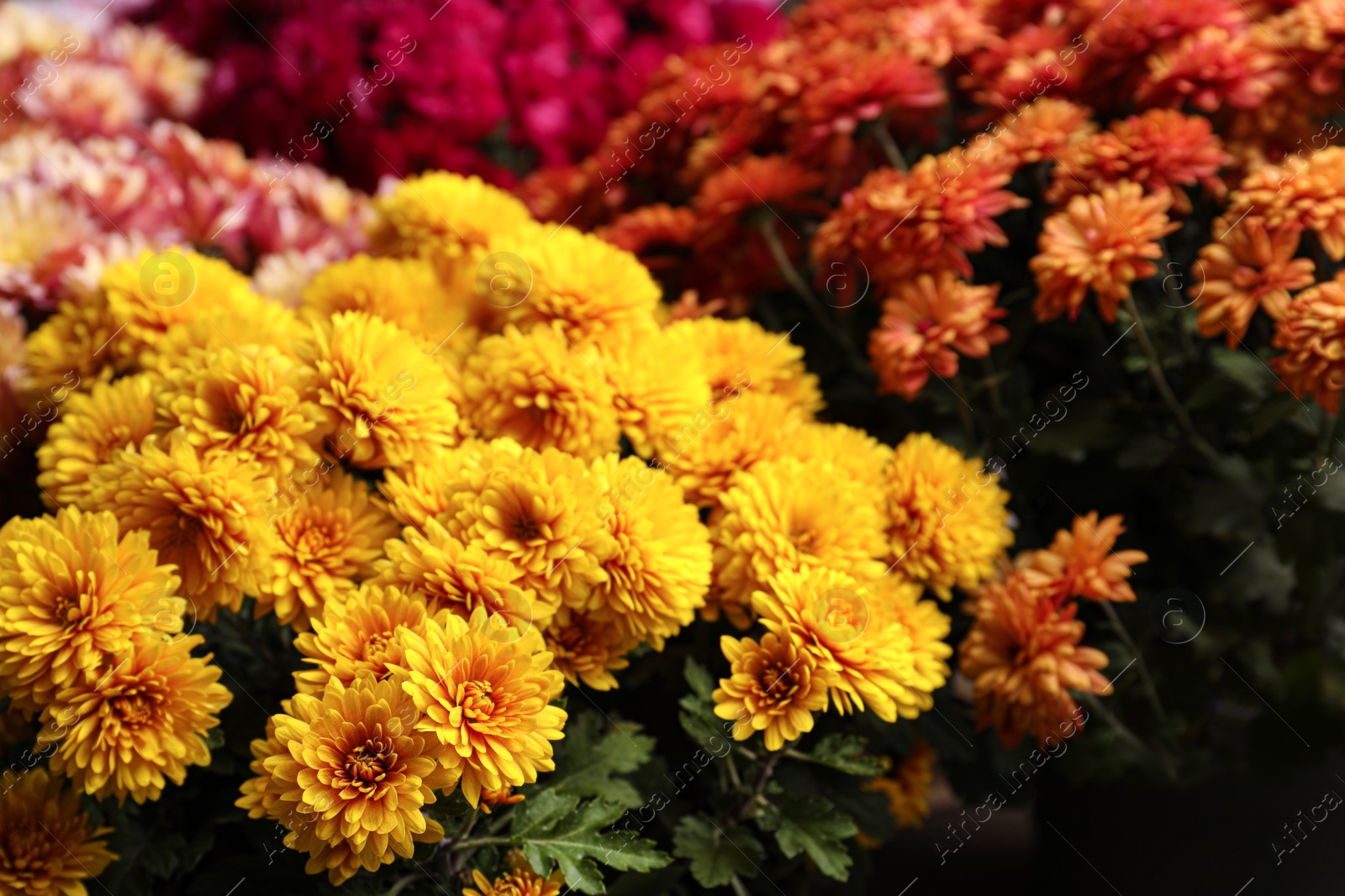 Photo of Beautiful different color Chrysanthemum flowers as background, closeup