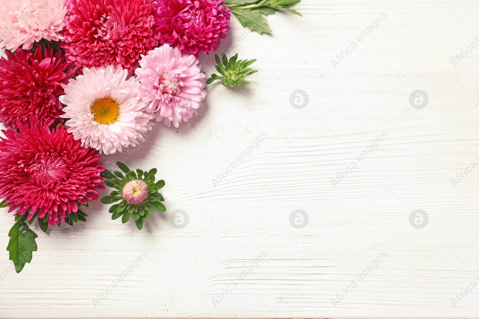 Photo of Beautiful aster flowers and space for text on wooden background, flat lay