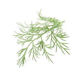 Photo of One sprig of fresh dill isolated on white