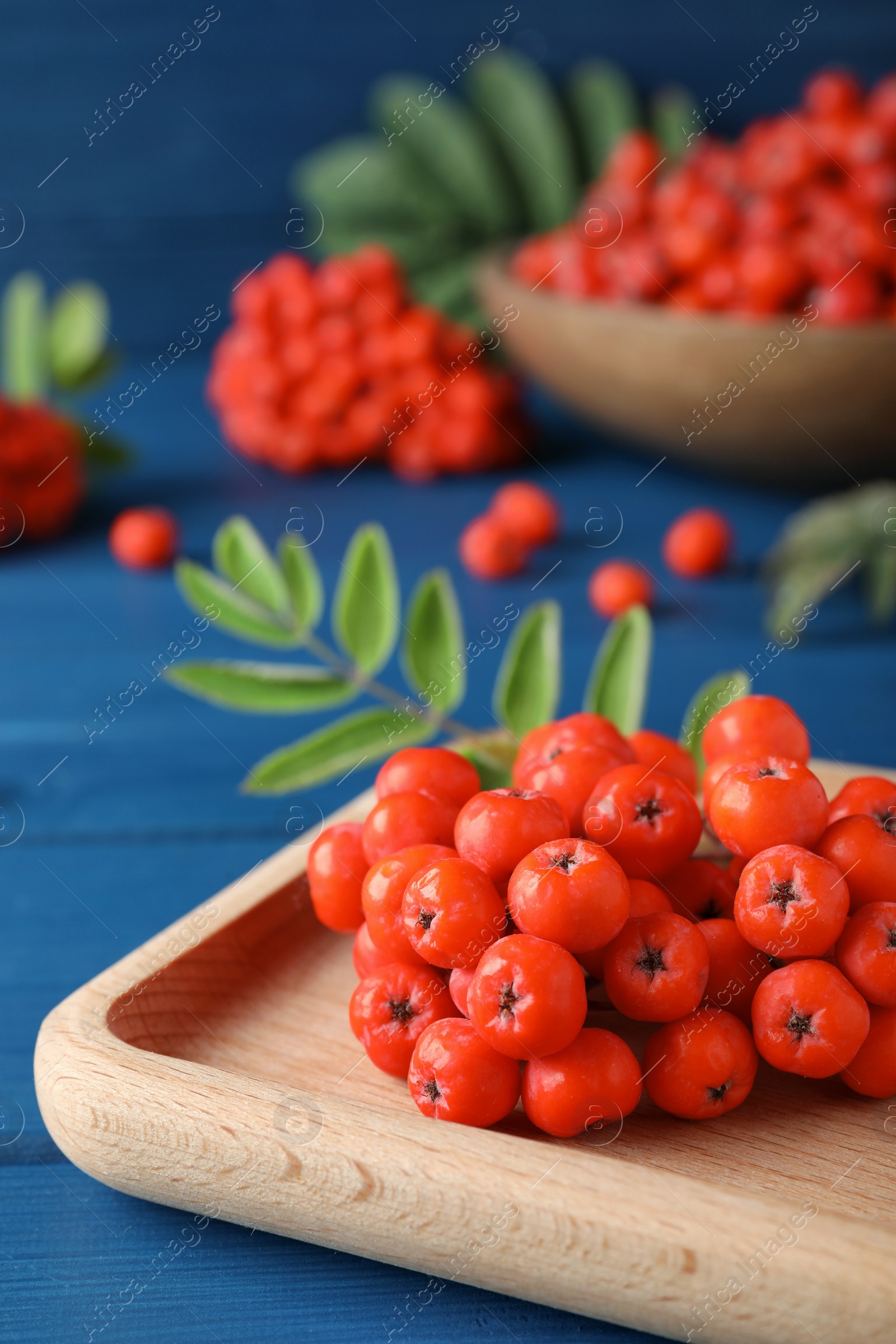 Photo of Wooden plate with fresh ripe rowan berries on blue table, closeup. Space for text