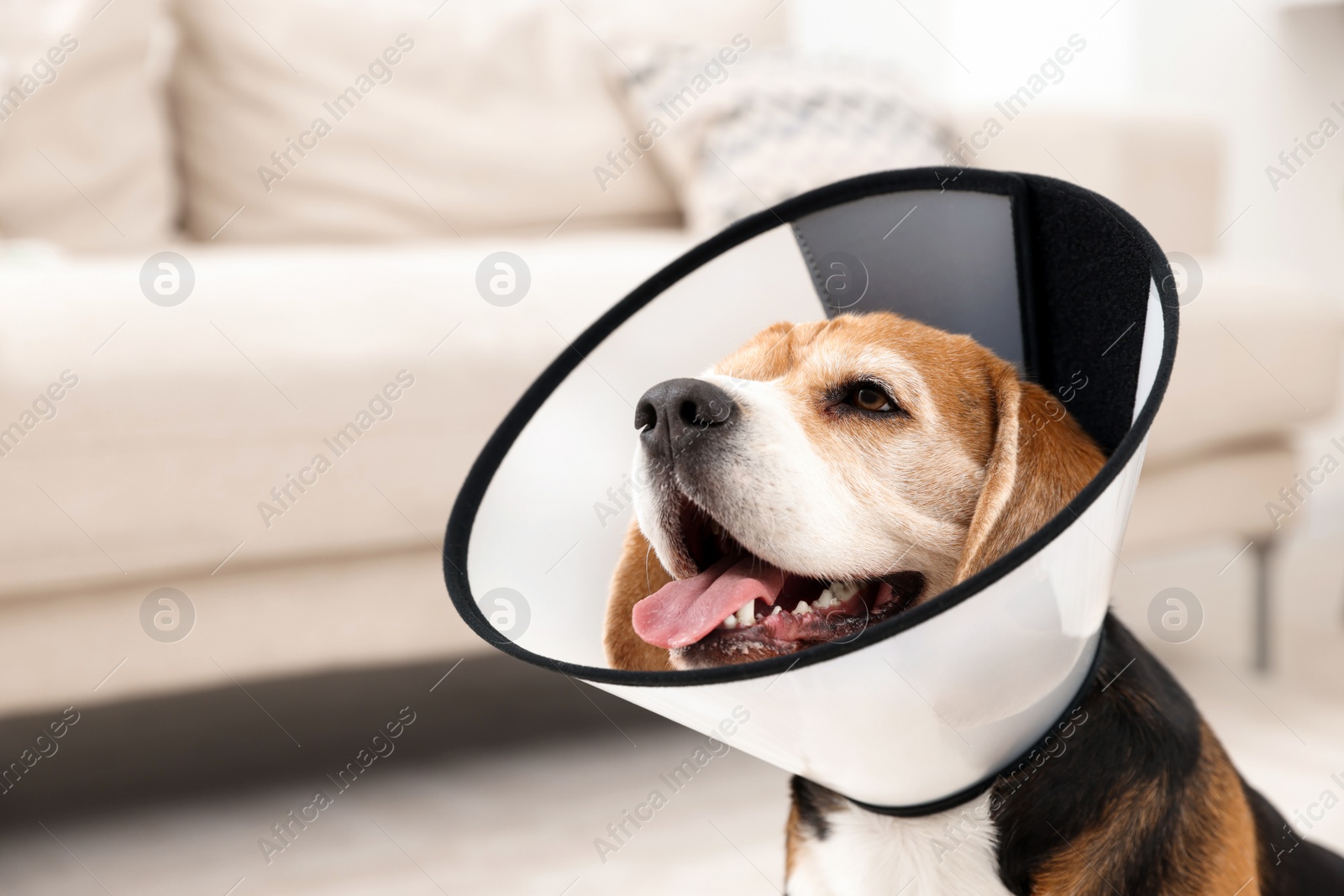 Photo of Adorable Beagle dog wearing medical plastic collar indoors