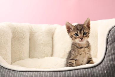 Photo of Cute fluffy kitten on pet bed against pink background, space for text. Baby animal