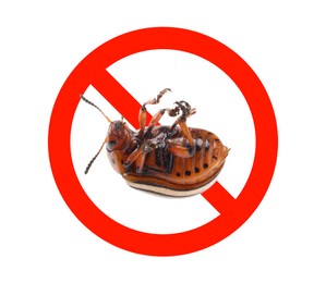 Image of Dead Colorado potato beetle and red prohibition sign on white background