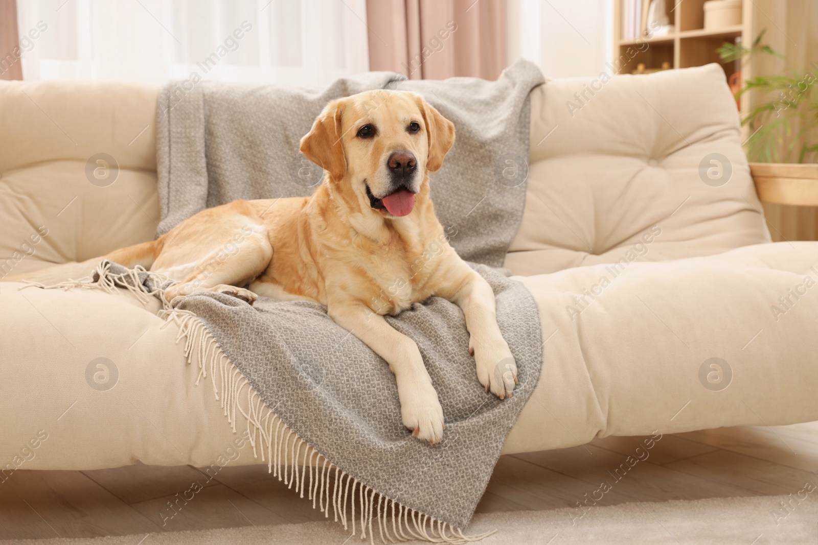 Photo of Cute Golden Labrador Retriever on couch in living room