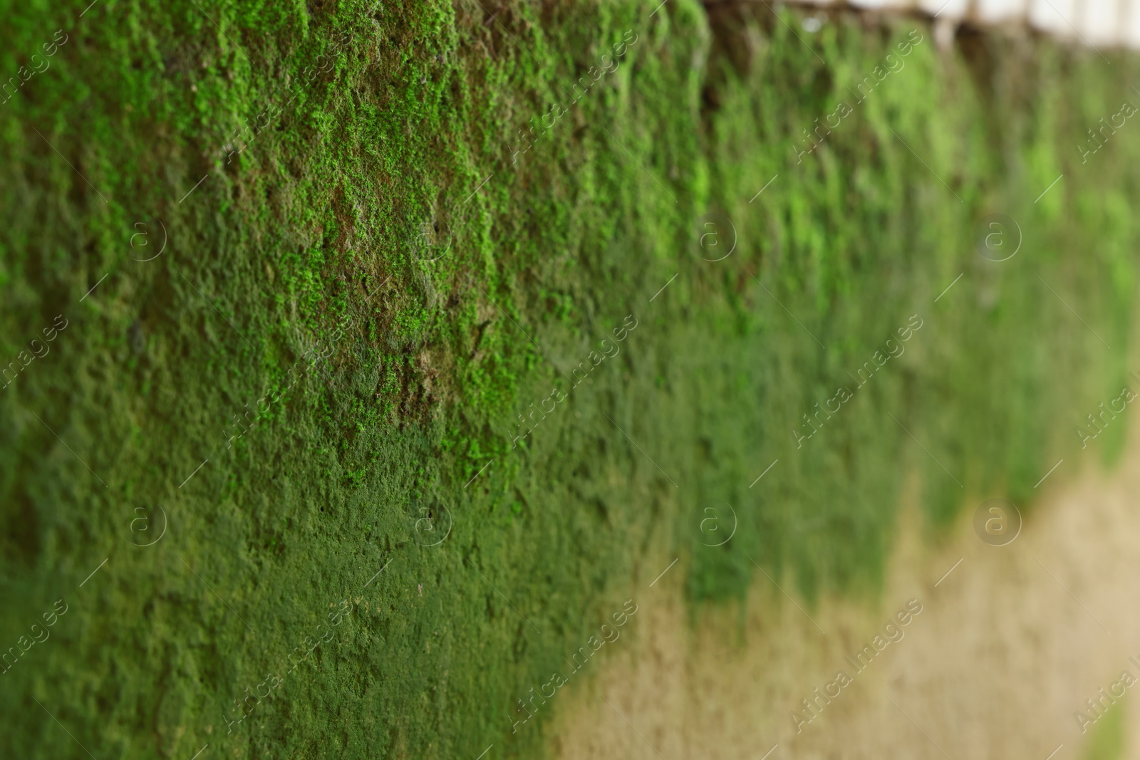 Photo of Closeup view of wall covered with green moss