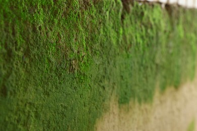 Closeup view of wall covered with green moss