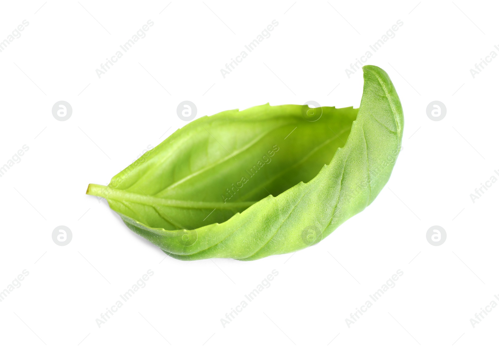 Photo of Fresh green basil leaf isolated on white