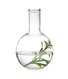 Photo of Round bottomed flask with plant on white background