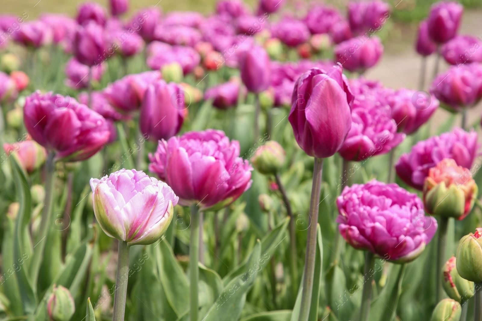 Photo of Beautiful colorful tulip flowers growing in field