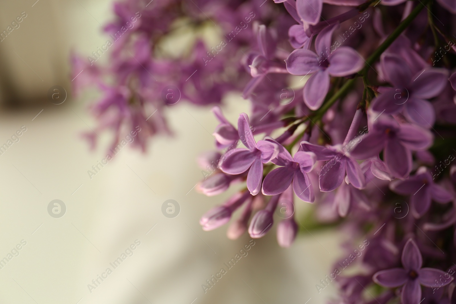 Photo of Beautiful lilac flowers on blurred background, closeup. Space for text