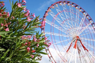 Photo of Beautiful blooming rhododendrons and blurred Ferris wheel on background