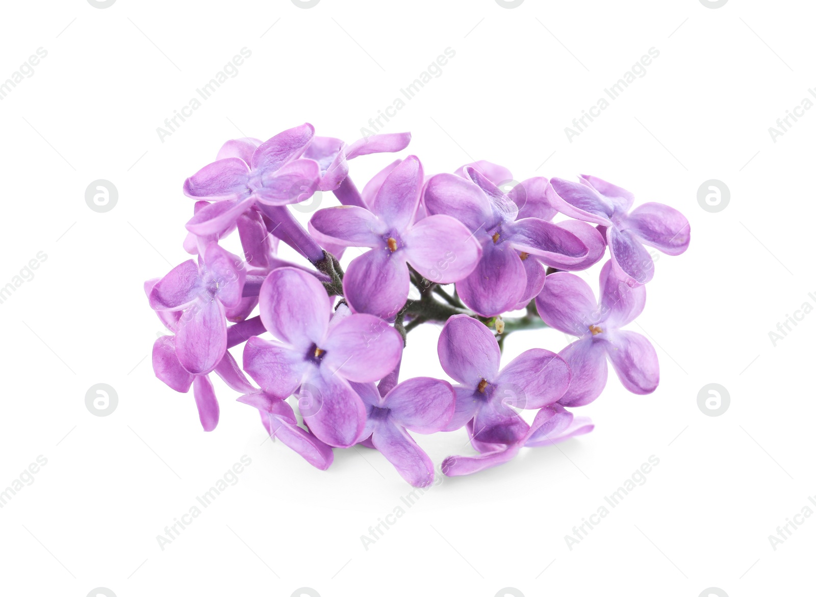 Photo of Beautiful violet lilac blossom isolated on white