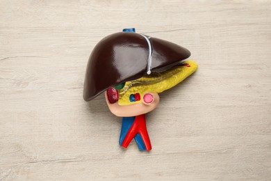 Photo of Model of liver on white wooden table, top view