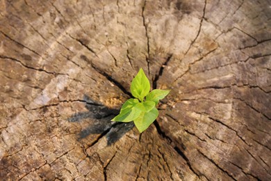 Photo of Young green seedling growing out of tree stump, top view. New life concept
