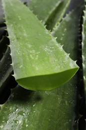 Photo of Fresh aloe juice dripping from leaf, closeup