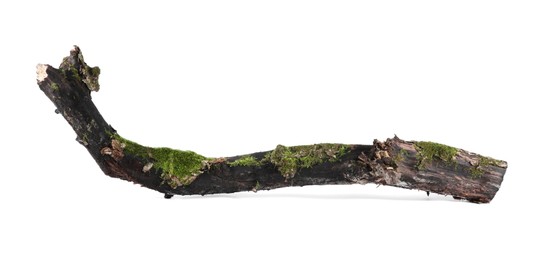 Photo of Dry tree branch with moss isolated on white