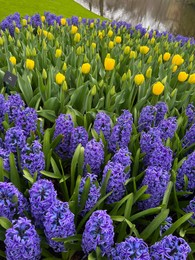 Photo of Beautiful blue hyacinth and tulip flowers growing outdoors